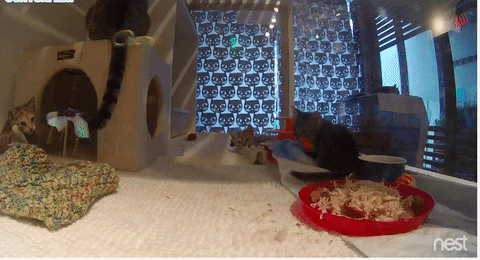Purrrfect distraction: Brooklyn’s first cat cafe just started a 24/7 kitten cam
