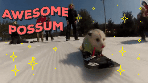 possum opossum geweldig jetpulp snowboarden buidelrat geweldige chuber