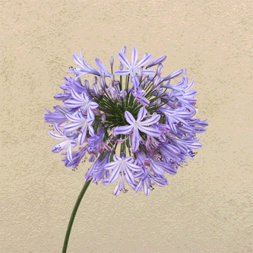 Face Expression GIF by GIPHY CAM Find & Share on GIPHY