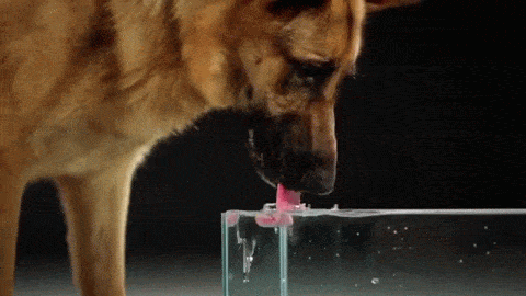 Anjing minum