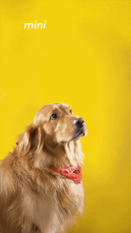 GIF by Suzuki - Find & Share on GIPHY