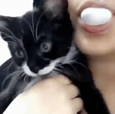 Kitty Says No in funny gifs