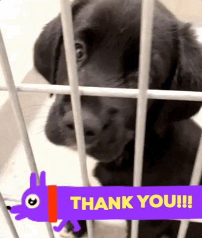 Featured image of post Puppy Thank You Gif Dog This is the kind of smile you want to send to your family or
