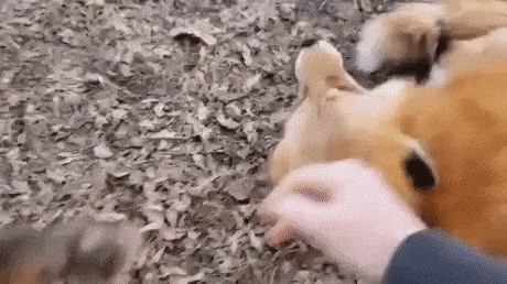 Foxy want pets in funny gifs