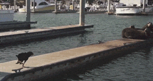 Sea Lion Lol GIF by America's Funniest Home Videos - Find & Share on GIPHY