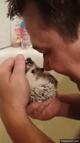 Human Boops Hedgehog Cute Wholesome Funny Animal
