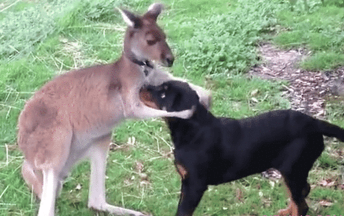 imagenes gif,imagenes graciosas, las mejores imagenes, imagenes graciosas, chistes, risas