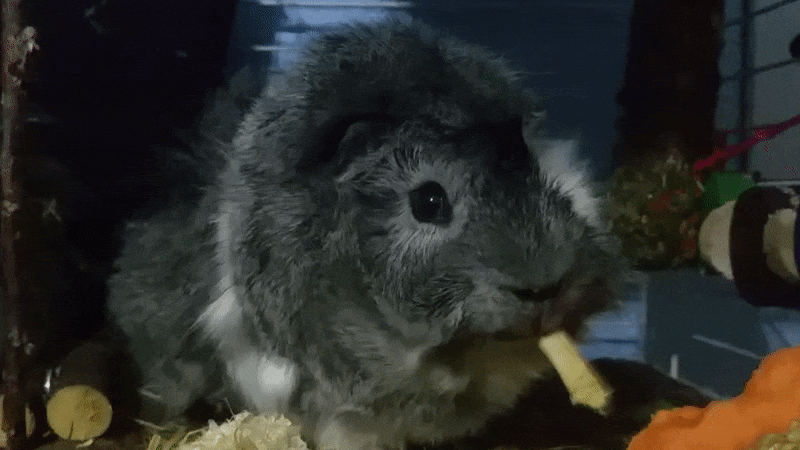 source.gif