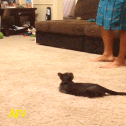 Spider And Cat in cat gifs