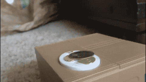 What the Kitty best Gif
