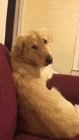 external_gif