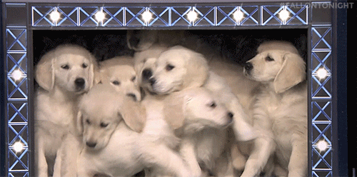 Puppy Predictors GIFs Find & Share on GIPHY