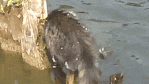 Fiss Catcher best Gif