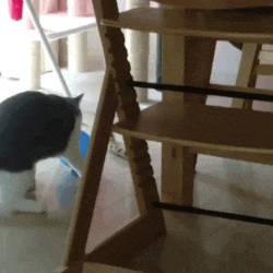 giphy.gif