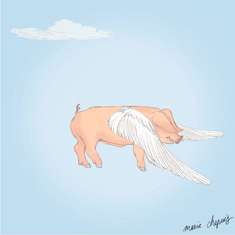 When Pigs Fly Wings GIF by Marie Chapuis - Find & Share on GIPHY