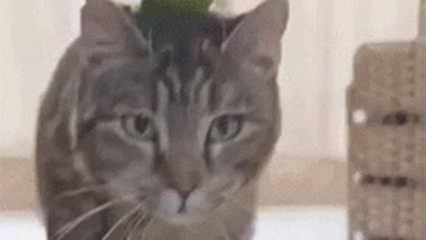 Cat Rider best Gif