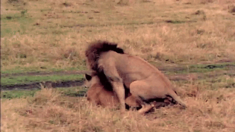 South Park sex lion mating lions having sex