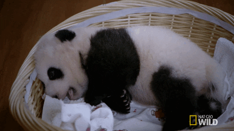 Image result for cute panda gif