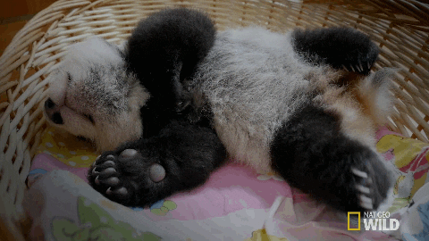 Nat Geo Wild cute panda sleepy nap