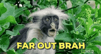 Surprised monkey with wide eyes, reacting with shock