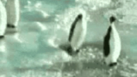 Funny Penguin Gif