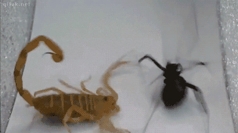 Scorpio Vs Spider best Gif