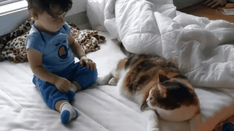 Cat Pillow best Gif