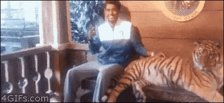 Selfie With Tiger in animals gifs
