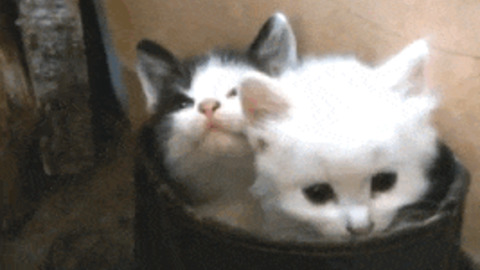 Yawning Kitties best Gif