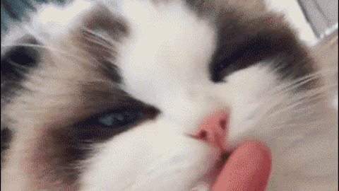 What? You Ate Fish ? Funny Gif