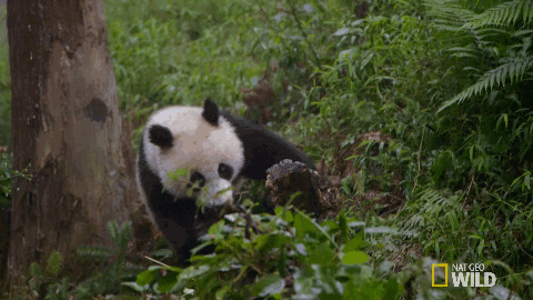 Nat Geo Wild panda falling rolling roll