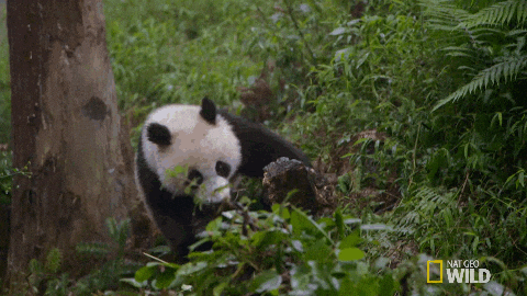 Nat Geo Wild panda falling rolling roll