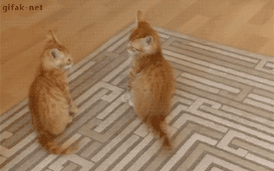 imagenes gif,imagenes graciosas, las mejores imagenes, imagenes graciosas, chistes, risas