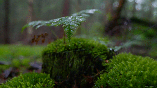 Rain Raining GIF by Living Stills - Find & Share on GIPHY
