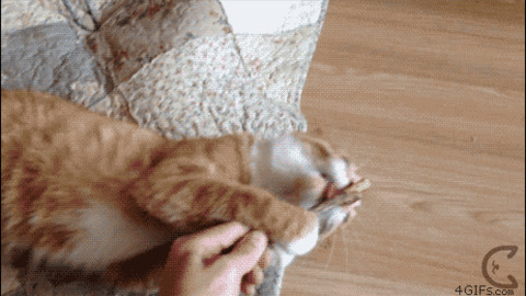 I Want This... best Gif