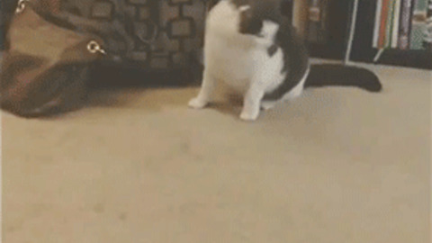 Kitty Got Moves best Gif