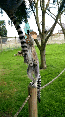 https://media.giphy.com/media/l41JPEKV83F1nwpTW/giphy.gif