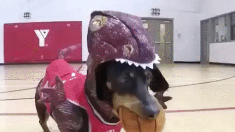 Dog Dino Funny Gif