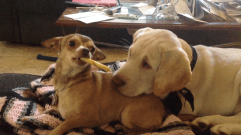 Bad Dog GIF by Americas Funniest Home Videos - Find 