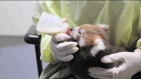 Reading Rainbow cute milk red panda feeding