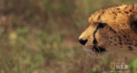 Cheetah Creeping GIF by Nat Geo Wild - Find & Share on GIPHY