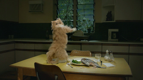 Cat Dance best Gif