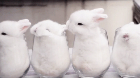 Bunny Glasses best Gif