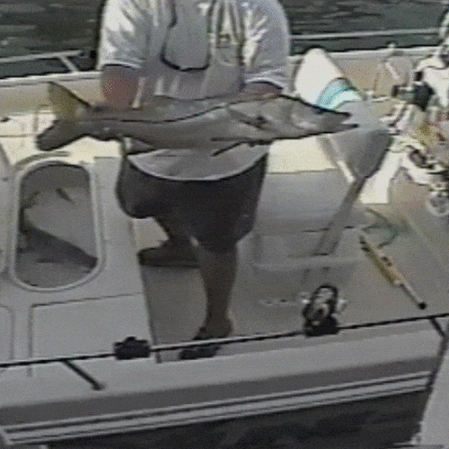 Big Catch GIFs - Find &amp; Share on GIPHY