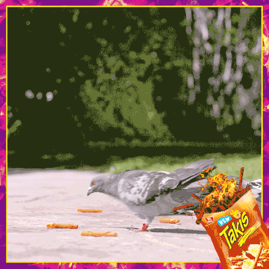 Takis Pigeon Explosion GIFs Find & Share on GIPHY