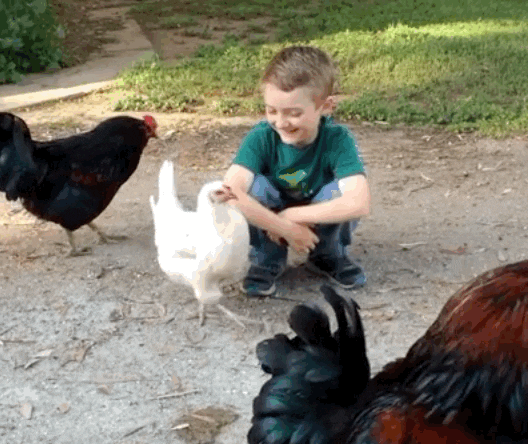 Image result for kids and chickens gif