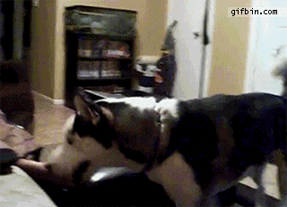None animated GIF