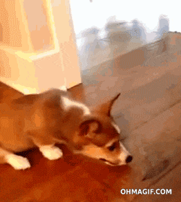 None animated GIF