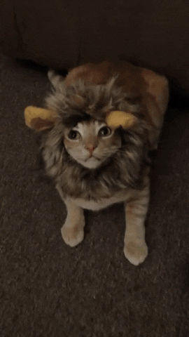 Angry Lion Cat