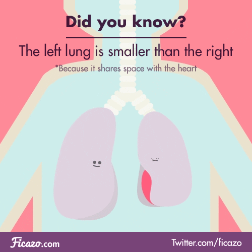 Best Lungs Gifs Gfycat